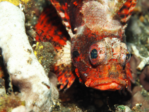 A Scorpaenidae | Scorpion Fish