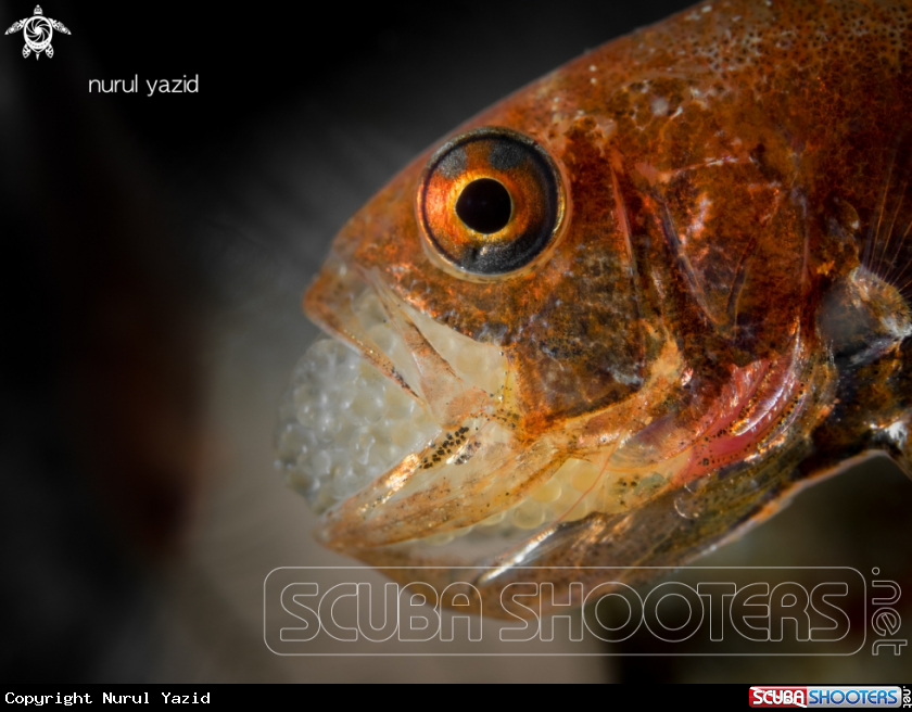 A Cardinal Fish Brooding Eggs in Mouth