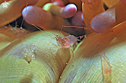 A underwater creature