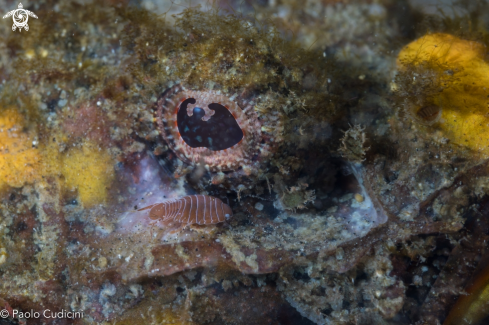 A Anilocra physodes | Parasitic Isopodos