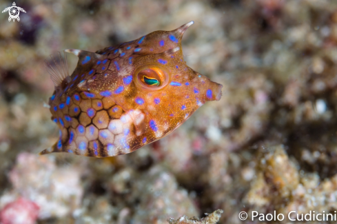 A Lactoria conuta | Cowfish