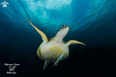 A Chelonia mydas | Green Sea Turtle