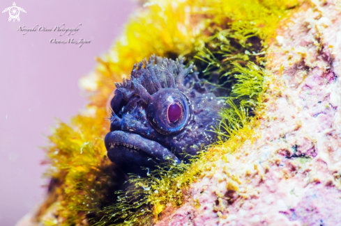 A Neoclinus bryope  (Jordan & Snyder, 1902)  | Fringehead Blenny