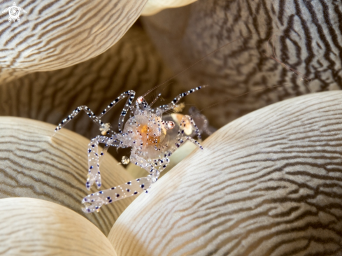 A Bubble Coral Shrimp