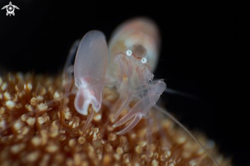 A Synalpheus neomeris | Snappy Shrimp