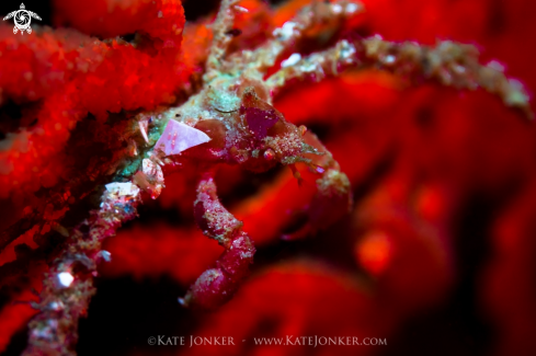 A Hotlips Spider Crab