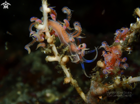 A Nudibranch