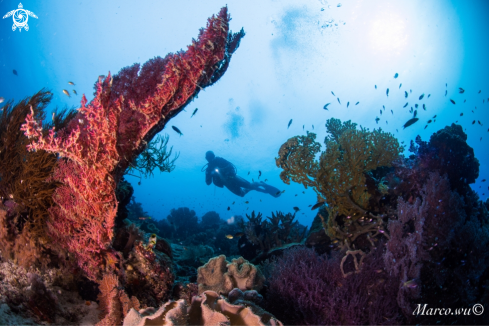 A Diver and coral