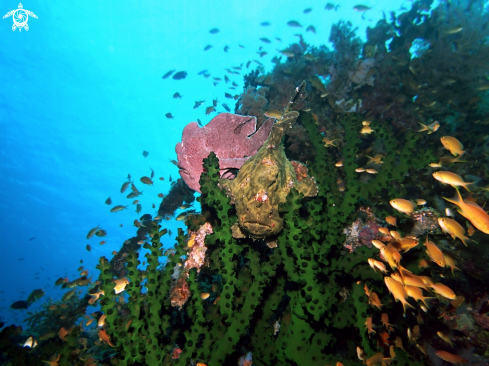 A Antennarius Commerson | Giant Frog Fish - Commerson Frogfish