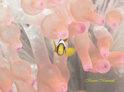 A clownfish and anemone