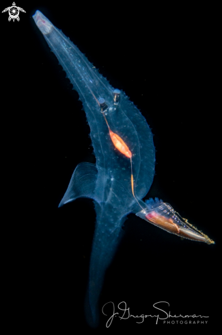 A Heteropod Mollusk