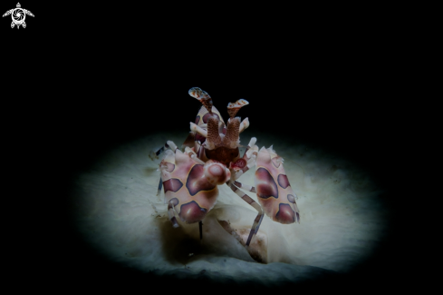 A Harlequin Shrimp