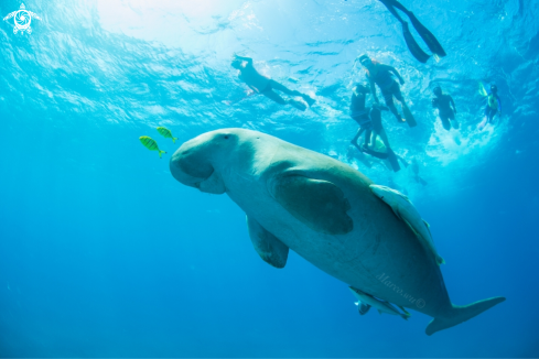 A Dugong