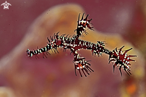 A Solenostomus paradoxus | ghost pipefish