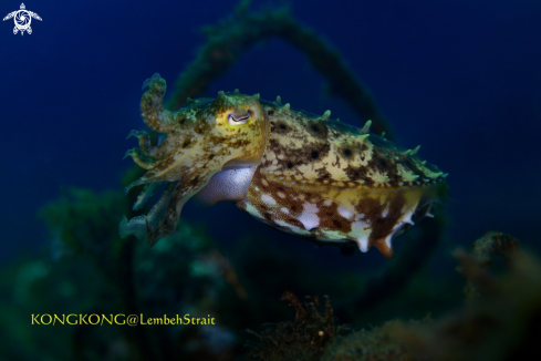 A Cuttlefish