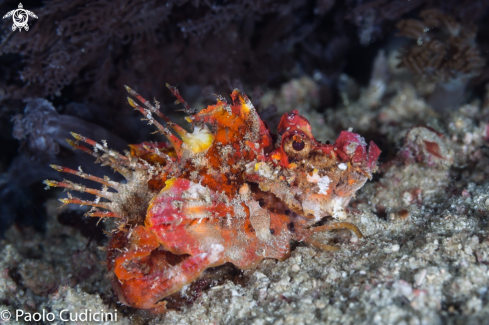 A Inimicus didactylus | Spiny Devilfish