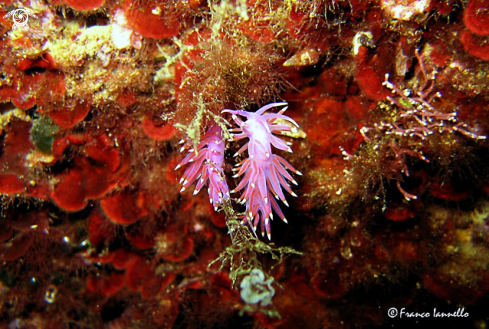 A Flabellina affinis | Nudibranch