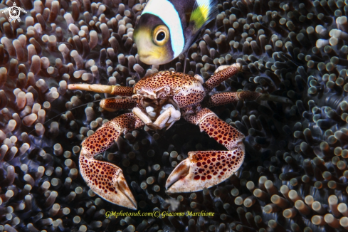 A Porcelain crab | Porcelain crab