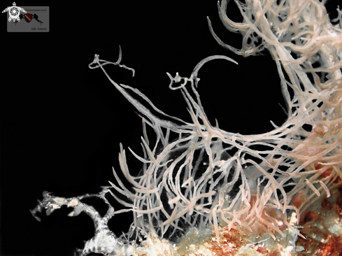 A Melibe Colemani Nudibranch | Melibe Nudibranch