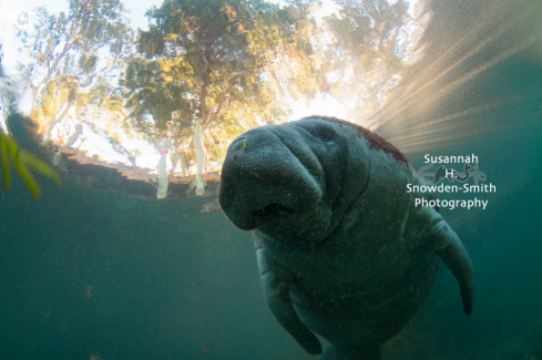 A Manatee