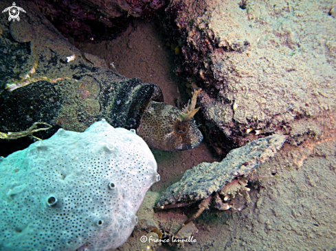 A Blenniidae | Bavosa