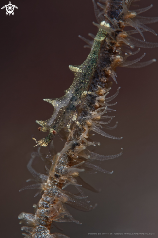A Miropandalus hardingi juv. | Dragon shrimp