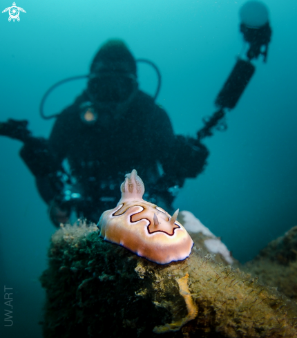 A Nudibranch