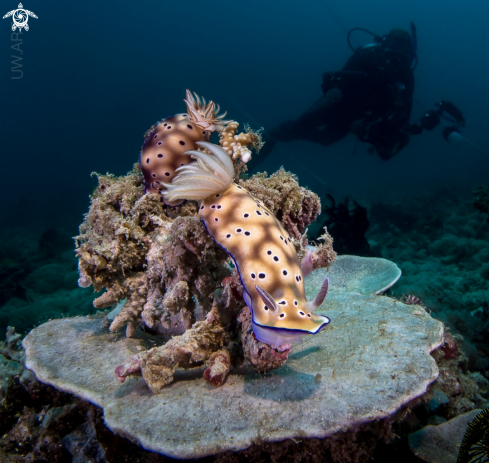 A Nudibranch