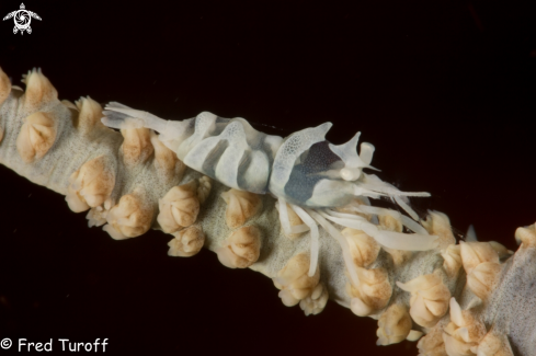 A Rope Coral Shrimp