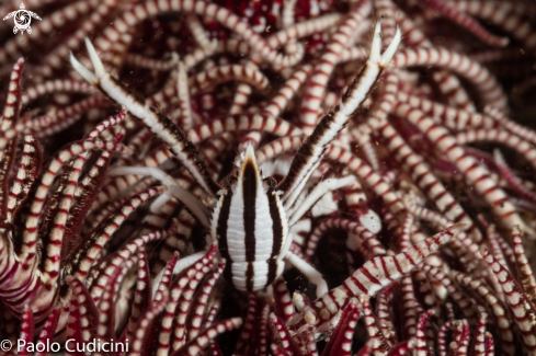 A Allogalathea elegans | Elegant Crinoid Squat Lobster