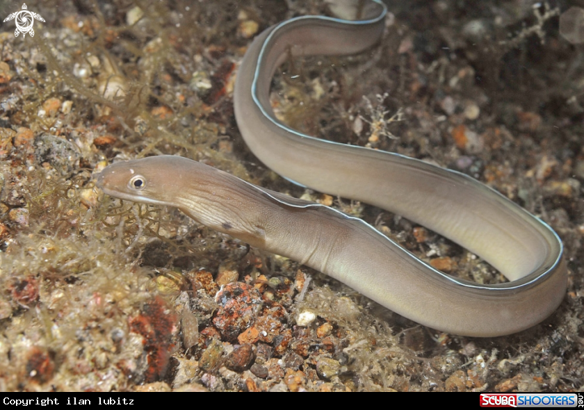 A eel