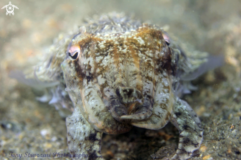 A Sepia plangon | Mourning cuttle