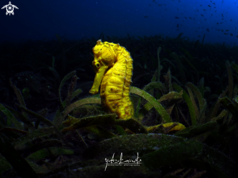 A Hippocampus barbouri | Sea Horse