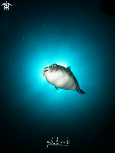 A Puffer Fish | Puffer Fish