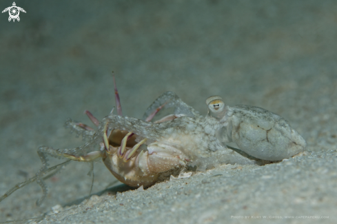 A Macrotritopus defilippi | Octopus oracle hunting a crab