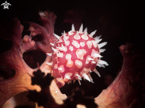 A Ridged egg cowrie