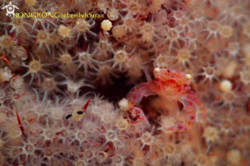 A Coral Crab