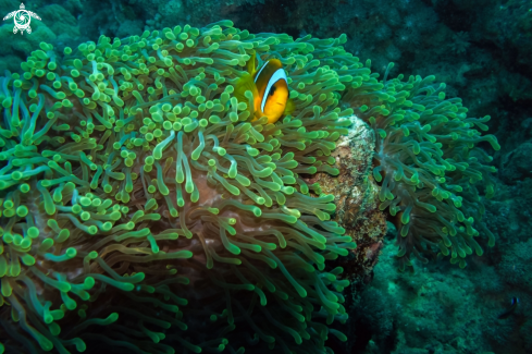 A Amphiprioninae | Clown Fish