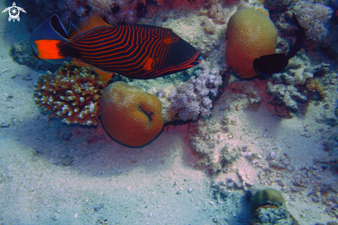 A Orange-Lined Trigger Fish