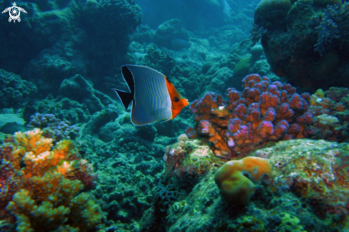 A Chaetodon larvatus | Hooded Butterfly Fish