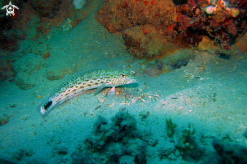 A Mullidae | Bartail Goatfish