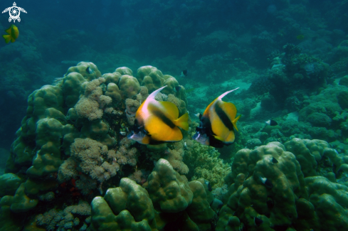 A Heniochus intermedius | Red Sea Banner Fish