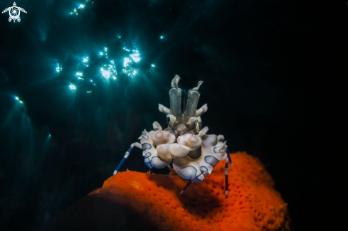 A Arlequin shrimp