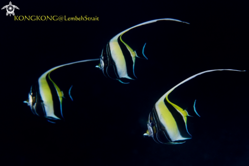 A Bannerfish