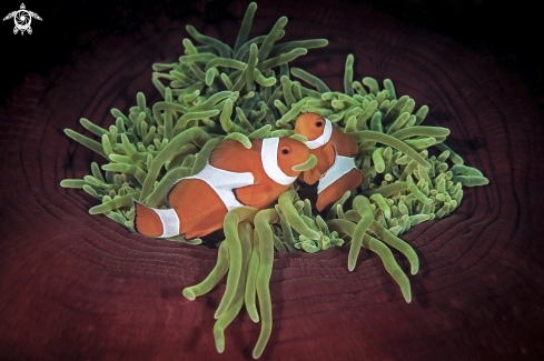 A Clownfish