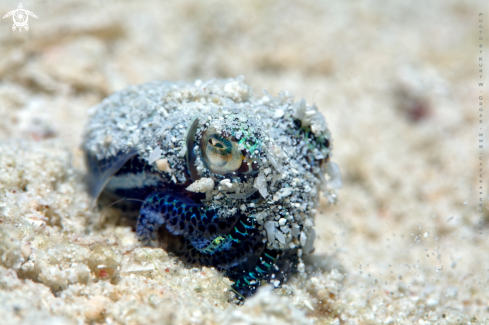 A Euprymna tasmanica | Boptail Squid