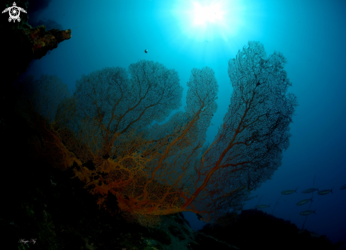 A Sea Fans