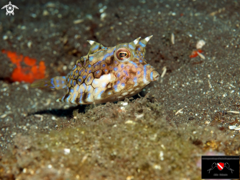 A Longhorn Cowfish - Lactoria Cornuta