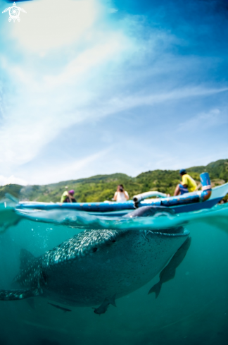 A Whale shark