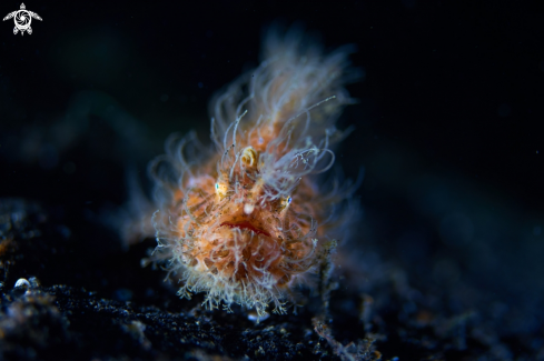 A Hairy Frog Fish